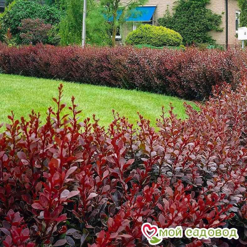 Барбарис Тунберга «Ред Чиф»