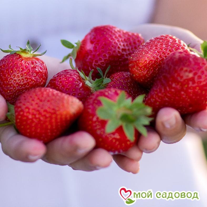 Клубника Холидей (Высокоурожайный сорт) ЗКС С1