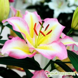 Лилия КАПИТАН ТРИКОЛОР — Восточный гибрид